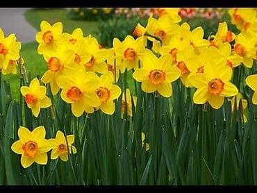 nerjavika dazan: Nərgizlər: Ətirli qışda açan nərgizlər - 3-4 soğan 1 AZN Yazda — 1