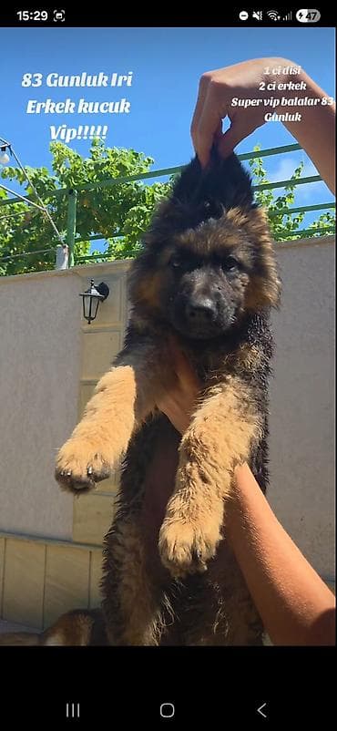 Alman çoban iti, 3 ay