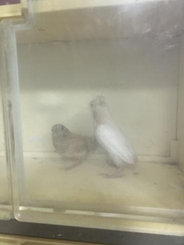 Digər heyvanlar: Benqal amadini
Qiymet 2 ne aitdi
Quwlar Razinde — 1