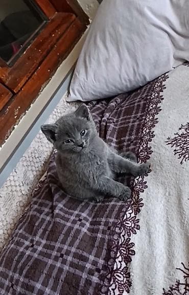 pisik sumqayit: Rus mavi, Dişi — 9