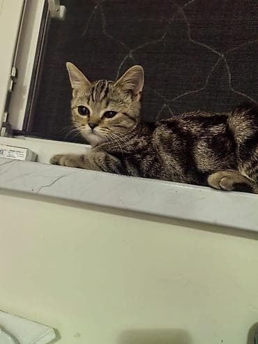 Şinşilla, Erkək, Ünvandan götürmə, Pulsuz çatdırılma, Ödənişli çatdırılma lalafo.az -da Şinşilla, Erkək, Ünvandan götürmə, Pulsuz çatdırılma, Ödənişli çatdırılma