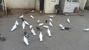 Другие животные: Ev göyərçinləri – müxtəlif rəng və naxışlarda - Növ: ev/poçt tipli — 3