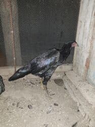 zvanok it satilir: Heyratı 4-ay yarımlıq iksidə daş pipikdi cütü 100-manat qiymət sondu — 3