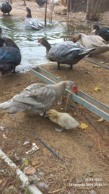 kayuqa ördək: Muscovy ördəkləri (indoutka) – müxtəlif rənglərdə - Növ: Muscovy — 5