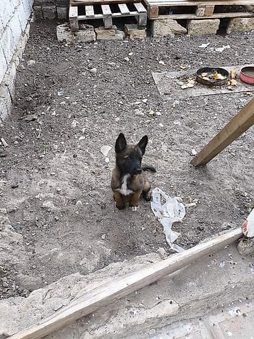 şpits itleri: 2 ay, Dişi, Ödənişli çatdırılma — 6