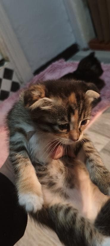 В добрые руки