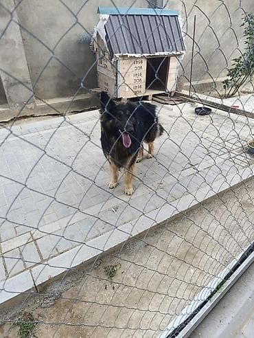 pitbull it: Alman çoban iti, Peyvəndli — 2