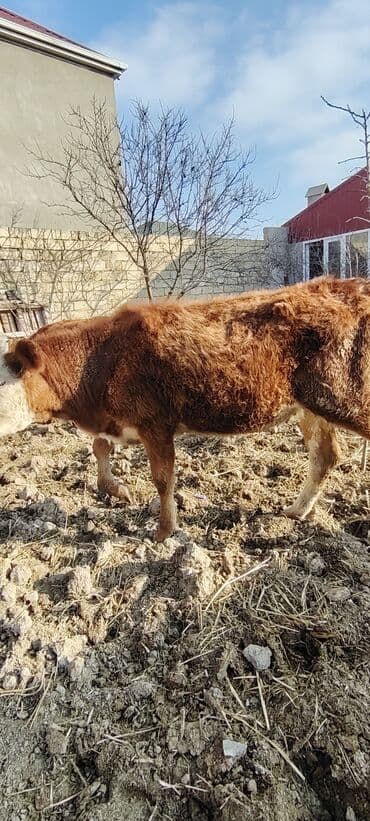 K/t heyvanları üçün mallar: Yaxwi saxlamali danadi cins danadi — 2