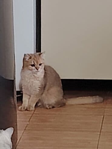 Toyota: Britan — 3