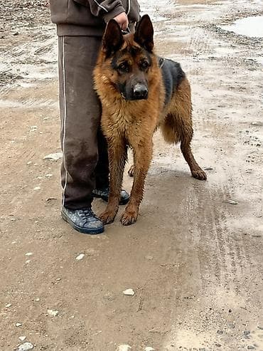 i̇tlər doberman: Alman çoban iti, 2 il, Erkek, Peyvəndli, Ünvandan götürmə — 6