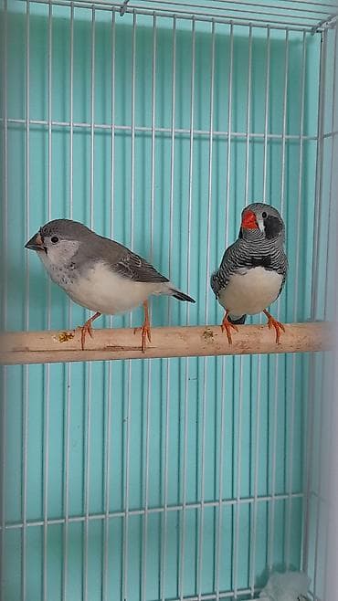 amadin qusu: Amadinlər 3 ü = cəmi 45 azn . 1 erkək 2 dişi . Tam sağlam — 4