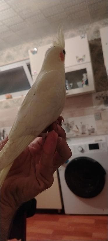 qoyun surusu satilir: Ele Oyremis quslardir hamsi hecbr problemsiz sağlam — 2