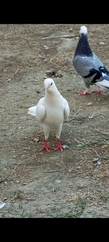 qarğa satışı: Salam ağ enli quyruq hündür ayaq erkəy satılır heç bir prablemi yoxdur — 2