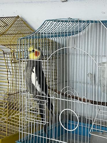 cucə və xoruz təmsil: 3 dene Korelladı Tecili satılır yazn Ucuza Razılaşaq hamsı biryerde — 3