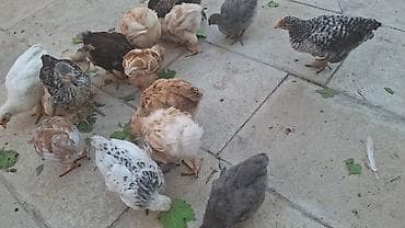 Toyuq cücələri, Damazlıq lalafo.az -da Toyuq cücələri, Damazlıq