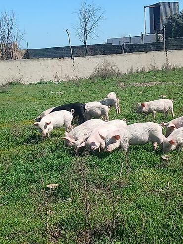 qurban qoyun sekilleri: Otlaqda gəzən çəhrayı və qara rəngli donuzlar. Müxtəlif ölçülərdə olan — 6