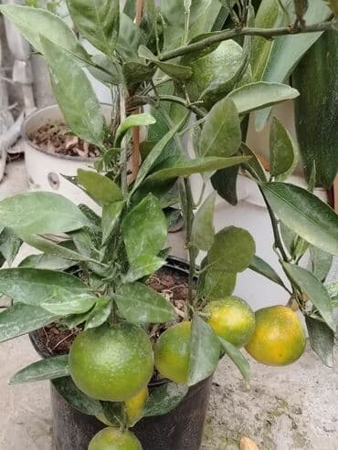 dipcey: Bol məhsul verən. Xarici sortdur. Dipceyde yetişən mandarın ağacı — 1