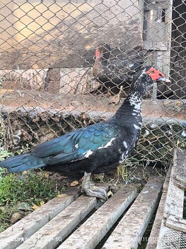 Pişiklər: Heyvanlar damazliq saglam heyvanlardi kecen ilki heyvanlardi 4.5 4 — 2