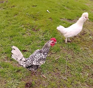 Qoyunlar, qoçlar: Toyuq, Damazlıq — 4