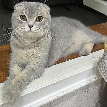 şotland pişiyi: Şotland, Dişi — 1