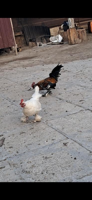 qus nomreleri: Куриные цыплята, Для разведения — 6