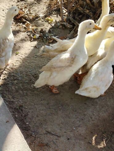 ördək neçə günə bala çıxarır: Sadəcə ağlar ördəkkər satılır 6 aylıqdır — 4