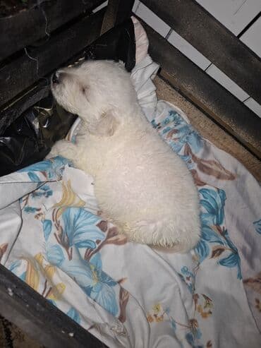 çin aslanı: Ağ tüklü balaca it balası - Cins: kiçik ölçülü, ağ, tüklü balaca it — 4