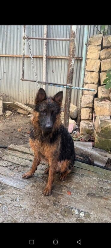 qafqaz coban itleri: Alman çoban iti, 1 il, Erkek, Peyvəndli, Ünvandan götürmə — 6