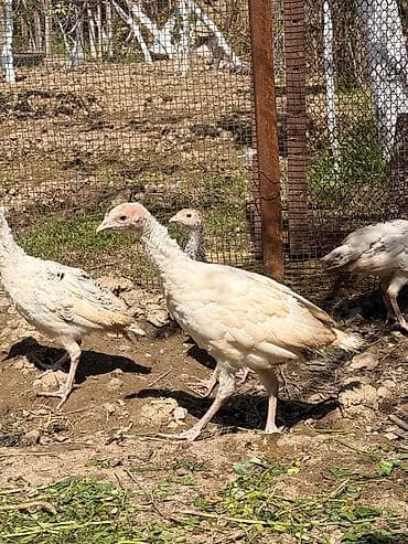 it satşı: Hinduşka cücələri, Damazlıq — 5