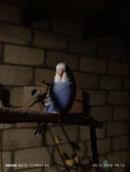 большая клетка для морской свинки: Dalmatin və müxtəlif rəng mutasiyalı dalğıç (büdcərigar) nimçələri - — 7