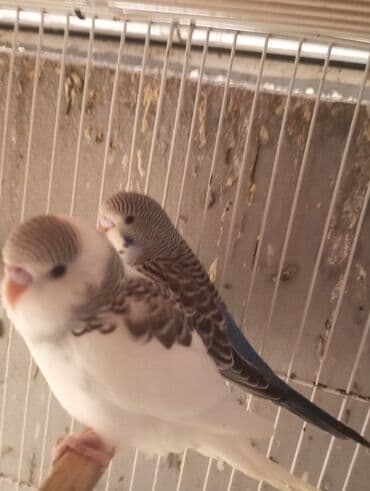 hid quşu: Biri 9 manat Unvan Bileceri — 2