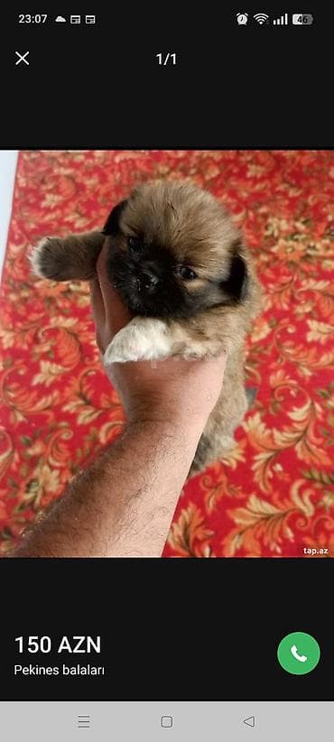 avcarka itləri: Pekines, 2 ay, Erkek, Peyvəndli, Ünvandan götürmə — 1
