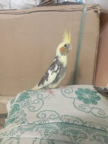 Balıqlar: Sultan (Cockatiel) papağanları tam sağlam quşlardır ele orgesibler — 8