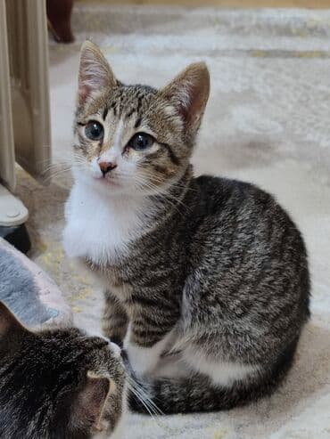 котята в баку: В добрые руки — 5