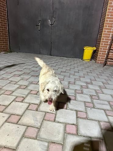 Pişiklər: Poodle ve Jack Russell Terrier qarisigi olan ağ rəngli, xırda-orta — 1
