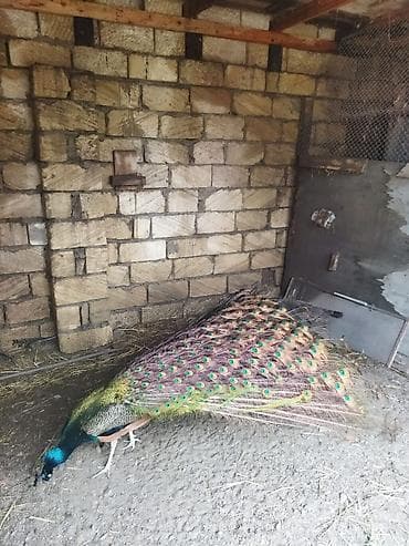 qaşqaldaq quşu: Məhsul: Hind tovusu (taclı tovuz quşu), erkək dişi cüt satılır — 3