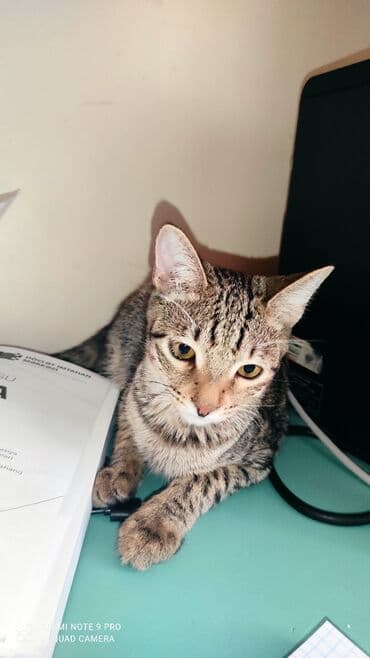 pişiy şəkilləri: Tabbi, Erkək, Yaxşı əllərə, Ünvandan götürmə, Pulsuz çatdırılma, Ödənişli çatdırılma — 4