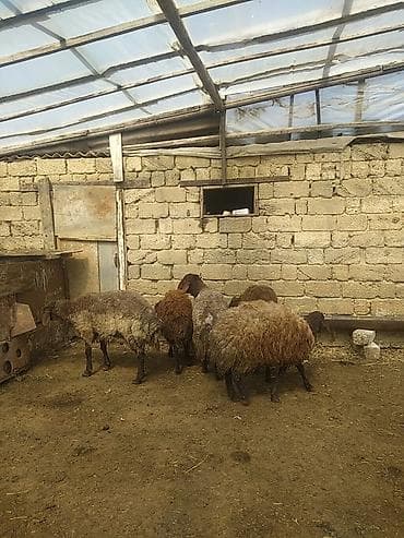 Hinduşkalar: Erkək Qala qoçları satılır Cavan heyvanlardı 3 dənə qırxılmışdar 850 — 9