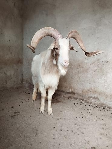 Pişiklər: Erkək, il: 1, Damazlıq — 4