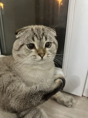 породистые кошки в добрые руки: Шотладская вислоухая, Самец, Для вязки — 1