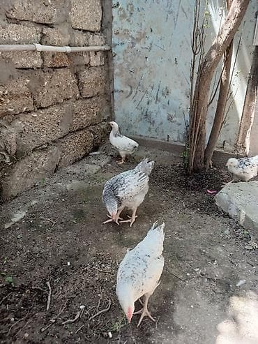 bildircin cucələri: Serebris çolpalari 2 ayliq — 3