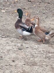 ördək balası və cücə: Dişi, | Kuban, Damazlıq, Pulsuz çatdırılma — 4