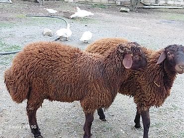 Eşşəklər: Quzu, Erkək, Qala, ay: 1, Damazlıq — 7