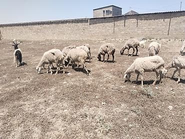 tibet tea: Salam tam saglam 13 bas heyvandir isdeyen elaqe saxlasin — 3
