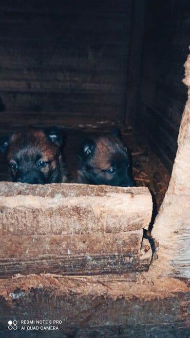 it cinsi: Belçika çoban iti, 1 ay, Erkek, Peyvəndli, Ünvandan götürmə — 5