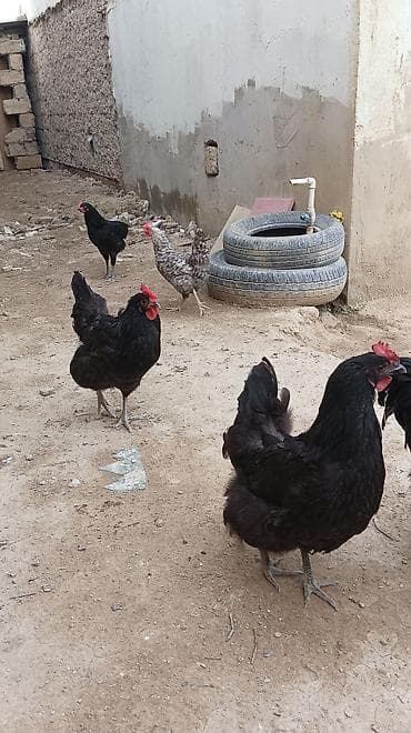 toptan toyuq satışı: Toyuq, Australorp, Damazlıq, Ünvandan götürmə — 6