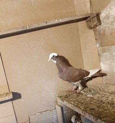 Голуби: Quş göz qabağındadır babayeviski ağ baş tutulmadı saqlamda quşdu boş — 6
