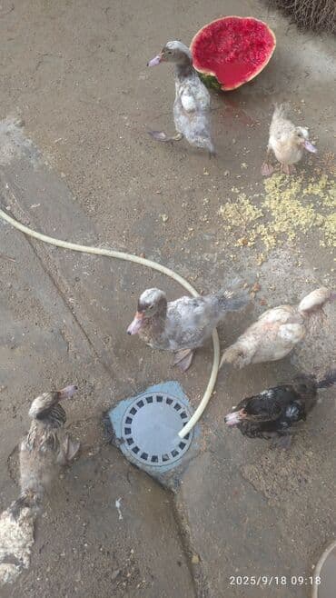 ördək neçə günə bala çıxarır: Məhsul: Muskoviy (Hind ördəyi) balaları – 5 ədəd Xüsusiyyətlər: - — 7