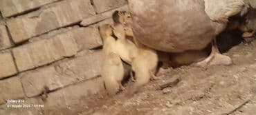 ördək balası satışı: Salam aleykum lal Ördək balaları satılır 7ədədir 2ədədi macar,5ədədi — 3