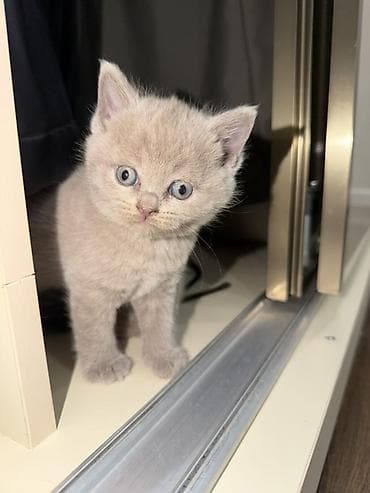 at balaları: 🐾 Şotland (Scottish Fold) balaları satılır 🐾 40 günlük, sağlam və çox — 1